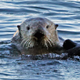 Illustration for article titled Congrats to the Monterey Bay Aquarium for Working on Their Issues